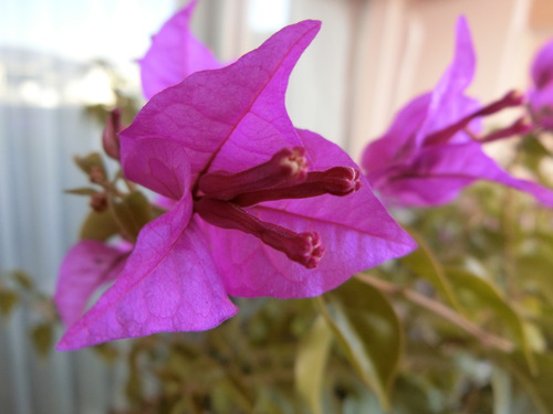神様を当てにせず、花にも負けず