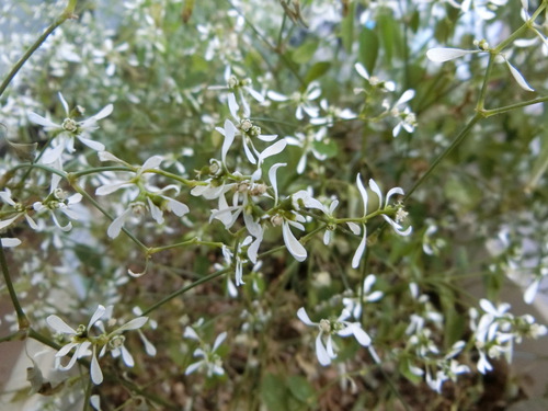 神様を当てにせず、花にも負けず