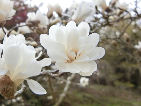 この木なんの木、気になる木♪