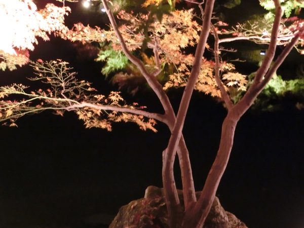 幻想的なライトアップの栗林公園