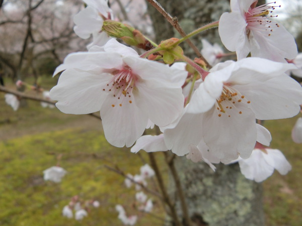 志村けんさんの訃報で・・・峰山公園
