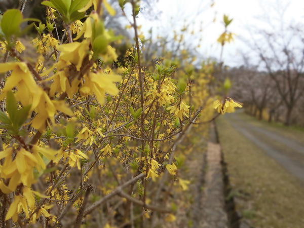 志村けんさんの訃報で・・・峰山公園
