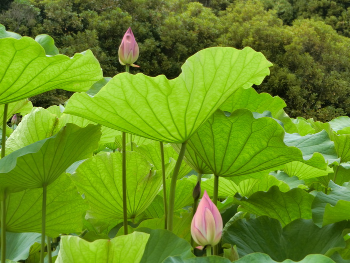 かをるオバサンの三大自慢の一つ