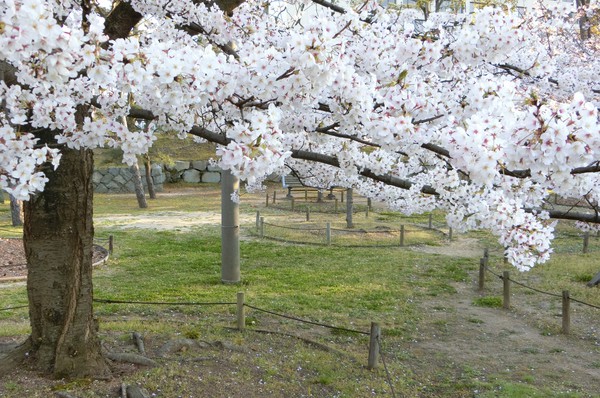 紙上の花見を楽しむ。