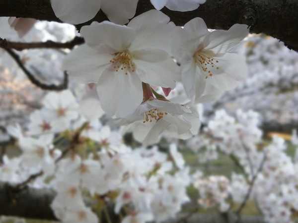 紙上の花見を楽しむ。