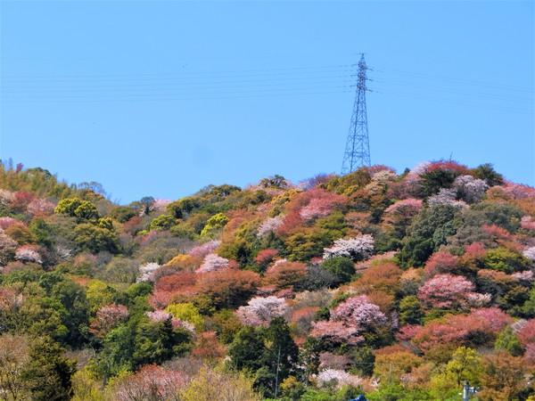 今日の田舎暮らしは、最高