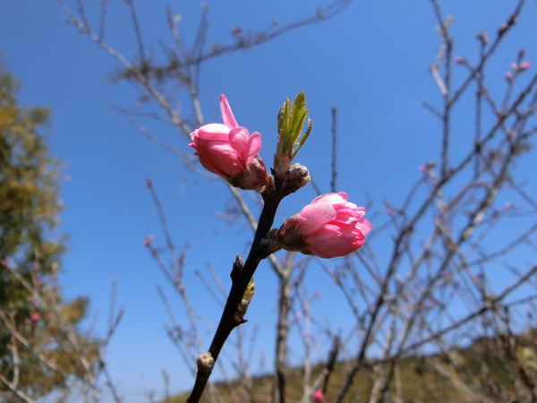 今日の田舎暮らしは、最高