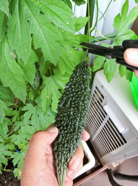 今朝早く、我が家の小っちゃなセレモニー