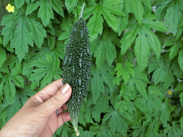 今朝早く、我が家の小っちゃなセレモニー