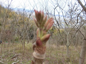 やさしいオオシマザクラが咲いていた。