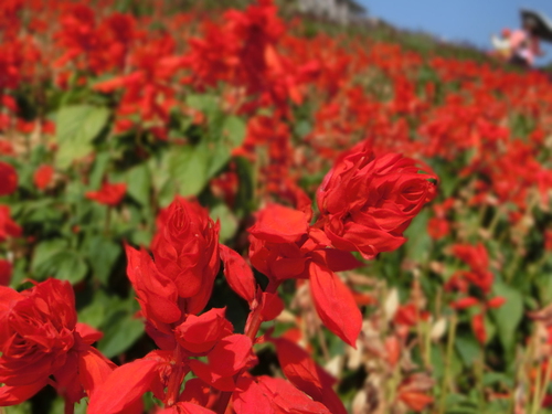 「あわじ花さじき」