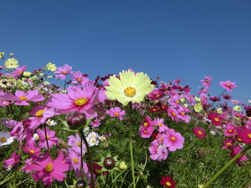 「あわじ花さじき」