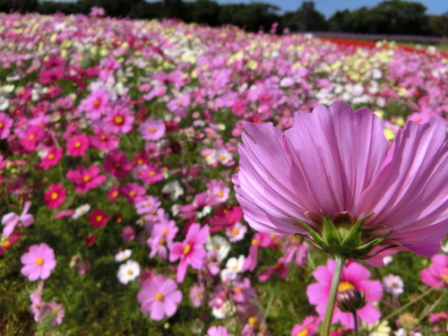 「あわじ花さじき」
