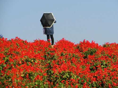 「あわじ花さじき」