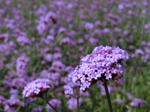 「あわじ花さじき」