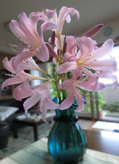 花の気持ちは知る由もなく