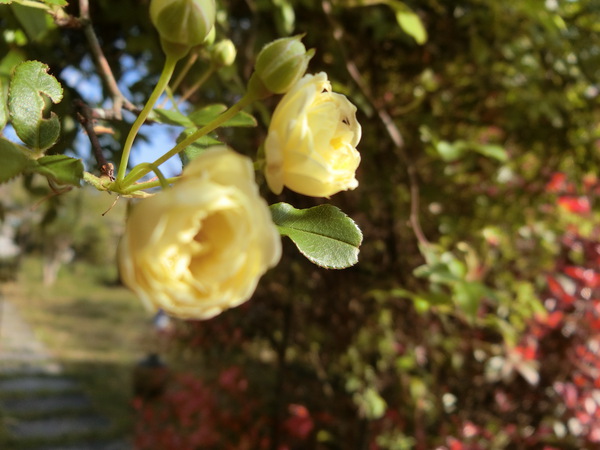 見納めの藤の花と切るに忍ばないモッコウバラ