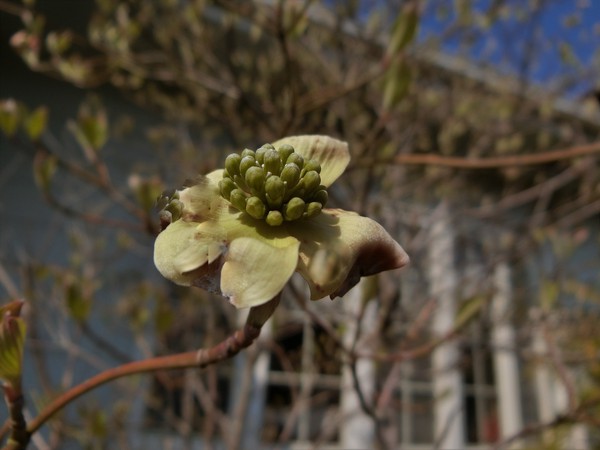 見納めの藤の花と切るに忍ばないモッコウバラ