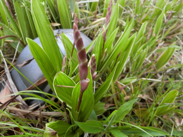 見納めの藤の花と切るに忍ばないモッコウバラ