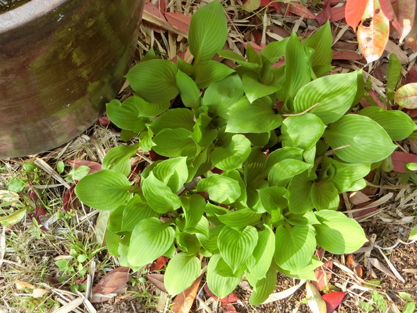 見納めの藤の花と切るに忍ばないモッコウバラ