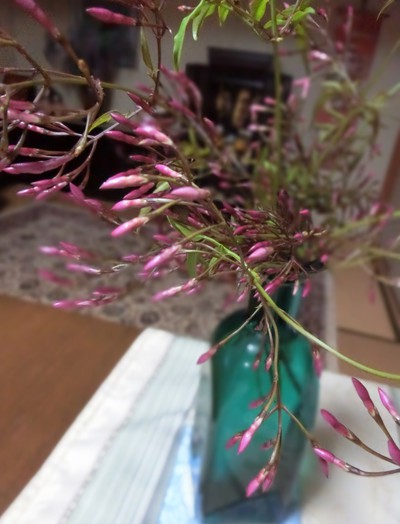 ワタシの生活には欠かせない✿