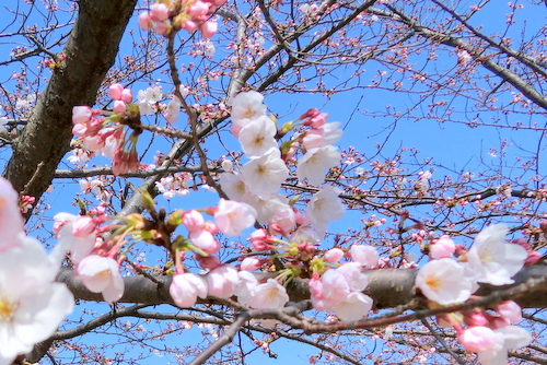 それぞれのさくらものがたり
