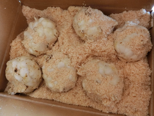 北海道から届いたものは