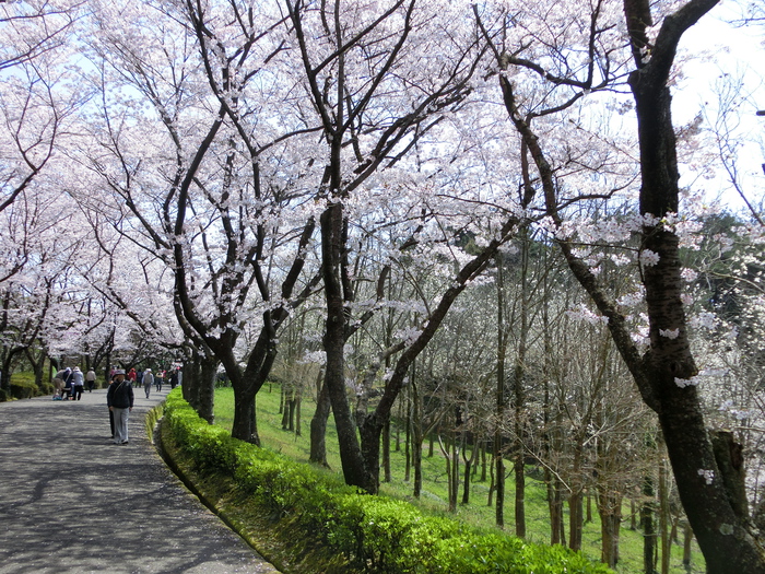 また、桜ブログ