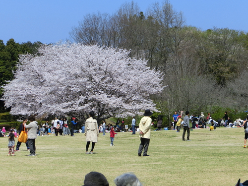 また、桜ブログ
