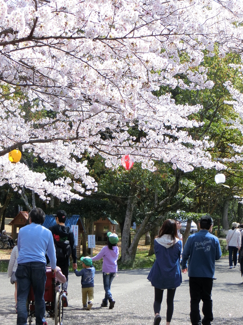 また、桜ブログ