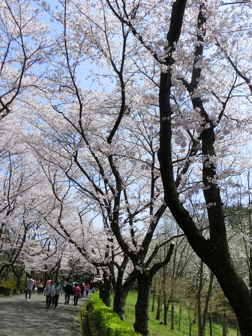 また、桜ブログ