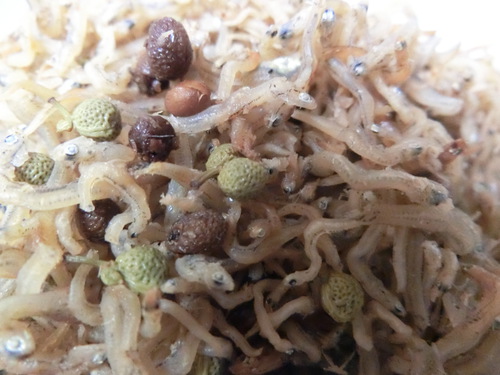 お料理上手な彼女の差し入れは・・・