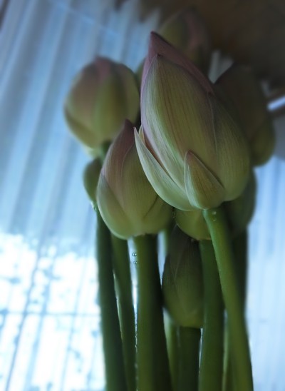 友人から届いた蓮の花を供える。