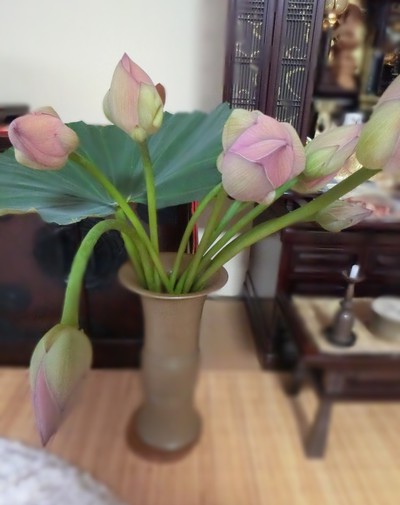 友人から届いた蓮の花を供える。