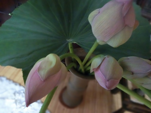 友人から届いた蓮の花を供える。