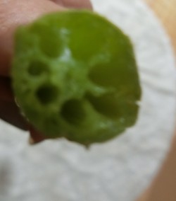 友人から届いた蓮の花を供える。