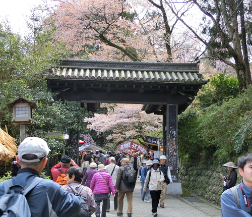 さすが吉野山の桜は最高！