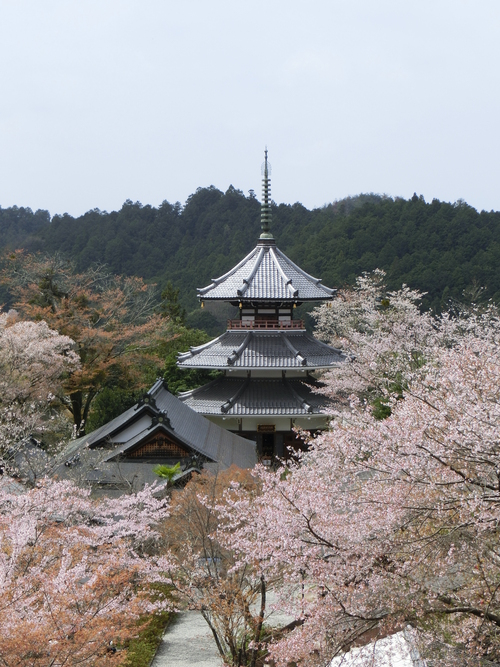 さすが吉野山の桜は最高！