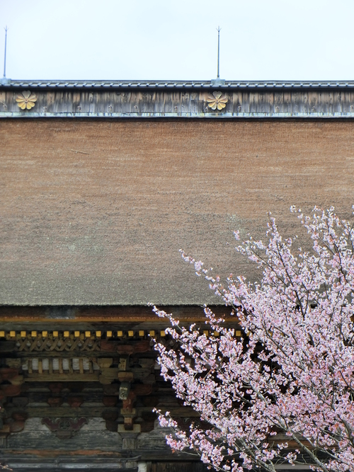 さすが吉野山の桜は最高！