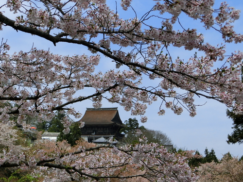 さすが吉野山の桜は最高！