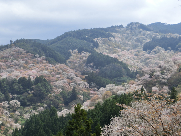さすが吉野山の桜は最高！