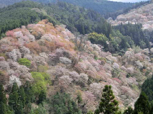 さすが吉野山の桜は最高！