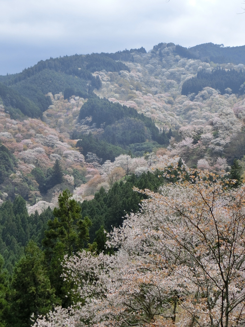 さすが吉野山の桜は最高！