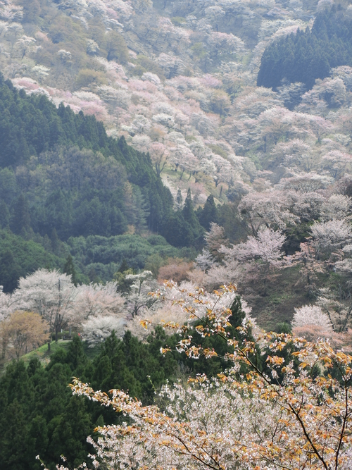 さすが吉野山の桜は最高！