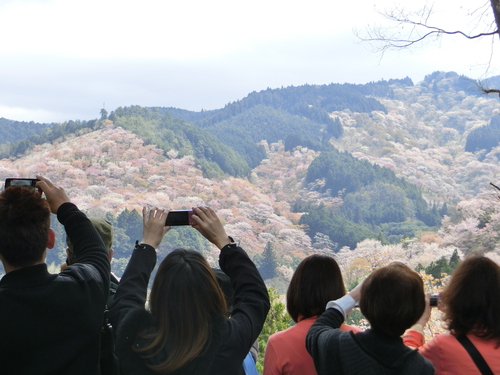 さすが吉野山の桜は最高！