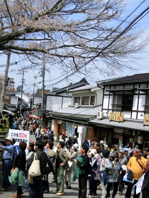 さすが吉野山の桜は最高！