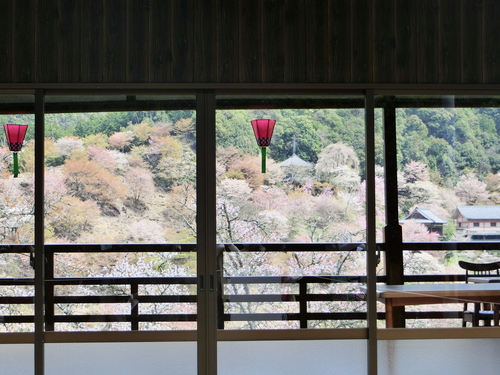 さすが吉野山の桜は最高！