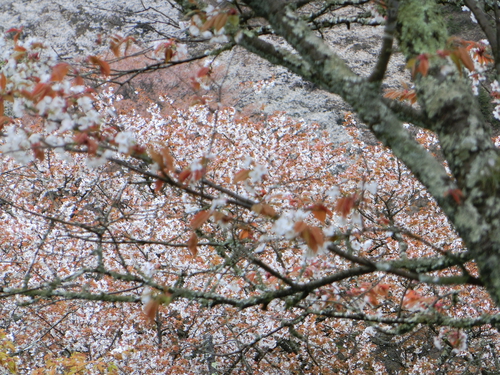 さすが吉野山の桜は最高！
