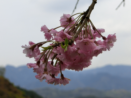 さすが吉野山の桜は最高！