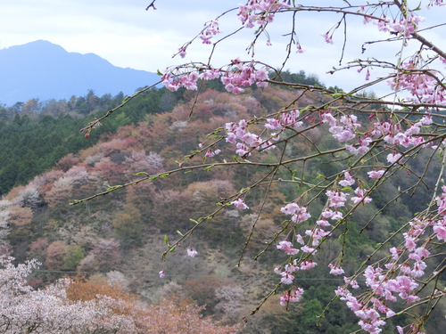 さすが吉野山の桜は最高！